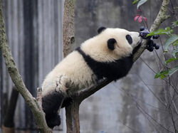 木の枝に乗って花の匂いを嗅いでいる仔パンダ